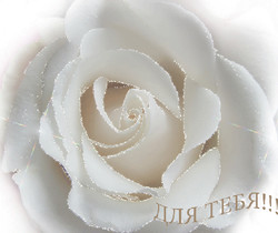 Белая роза для тебя - Открытки с розами