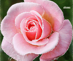 Розовая роза для тебя - Открытки с розами