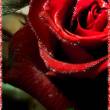 Роза с любовью - Открытки с розами