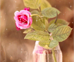 Роза в баночке - Открытки с розами