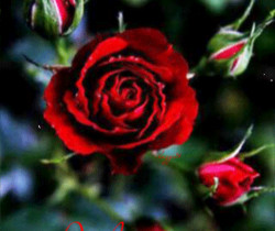 Розовый куст - Открытки с розами
