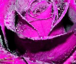 Пурпурная роза - Открытки с розами