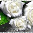 Нежность белых роз - Открытки с розами