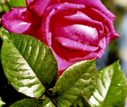 Шикарная роза - Открытки с розами