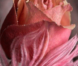 Красивая анимация с розой и пером - Открытки с розами