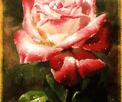 Нарисованная роза - Открытки с розами