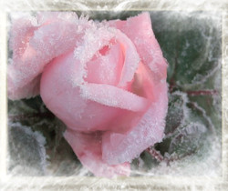 Зимняя роза - Открытки с розами