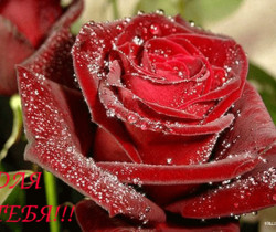 Большая Роза - Открытки с розами