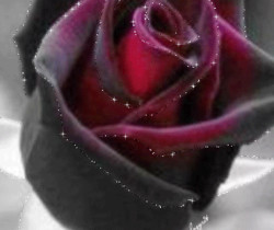 Бархатная роза - Открытки с розами