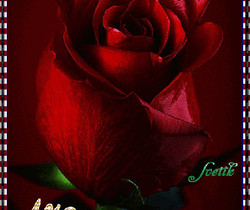 Роза любимке - Открытки с розами