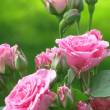 Розовые мерцающие розы - Открытки с розами