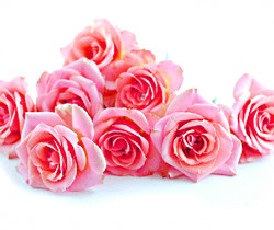 Розы - Открытки с розами