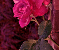 Нежная розочка фото - Открытки с розами