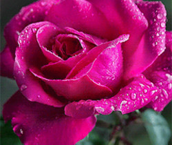 Красивая роза - Открытки с розами