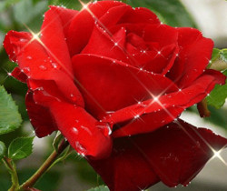 Красная роза - Открытки с розами