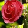Чудесная роза - Открытки с розами