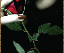 Аромат розы - Открытки с розами