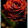 Роза в бликах - Открытки с розами