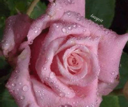 Бледная роза в капельках - Открытки с розами