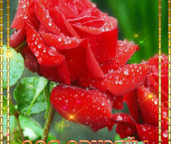 Розы для друзей - Открытки с розами
