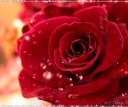 Красивая красная роза - Открытки с розами