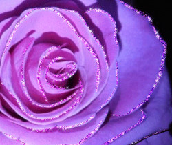 Сиреневая роза - Открытки с розами