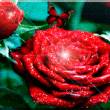Сверкающие алые розы - Открытки с розами