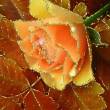 Роза и осенние листья - Открытки с розами