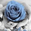 Голубая роза в руках - Открытки с розами
