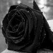 Черная бархатная роза - Открытки с розами