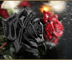 Черная и красная роза - Открытки с розами