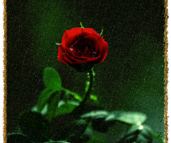 Одинокая роза - Открытки с розами