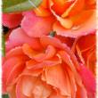 Красивые розы - Открытки с розами