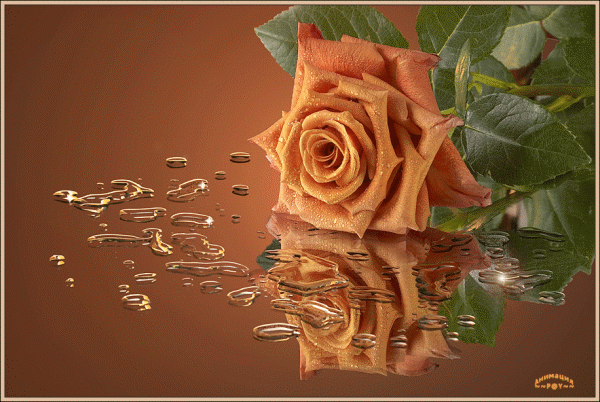 Кремовая роза - Открытки с розами, gif скачать бесплатно