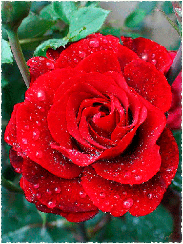 Мерцающая красная роза - Открытки с розами, gif скачать бесплатно