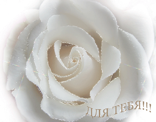 Белая роза для тебя - Открытки с розами, gif скачать бесплатно