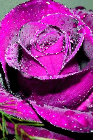 Пурпурная роза - Открытки с розами, gif скачать бесплатно