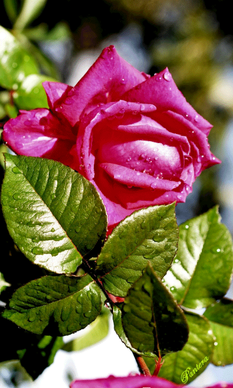 Шикарная роза - Открытки с розами, gif скачать бесплатно