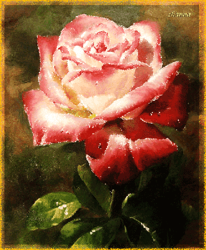 Нарисованная роза - Открытки с розами, gif скачать бесплатно
