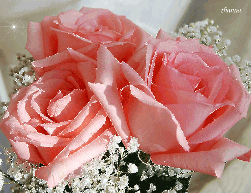 Очаровательные розы - Открытки с розами, gif скачать бесплатно