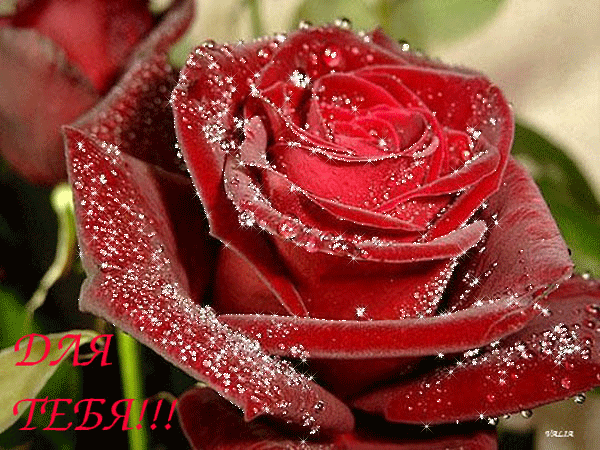 Большая Роза - Открытки с розами, gif скачать бесплатно