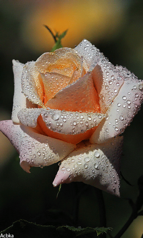 Воситительная роза - Открытки с розами, gif скачать бесплатно