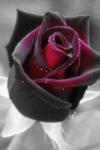 Бархатная роза - Открытки с розами, gif скачать бесплатно