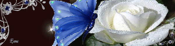 Белая роза с бабочкой - Открытки с розами, gif скачать бесплатно