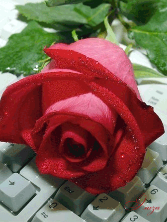Роза на клавиатуре - Открытки с розами, gif скачать бесплатно