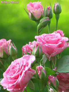 Розовые мерцающие розы - Открытки с розами, gif скачать бесплатно