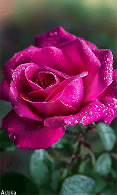 Красивая роза - Открытки с розами, gif скачать бесплатно