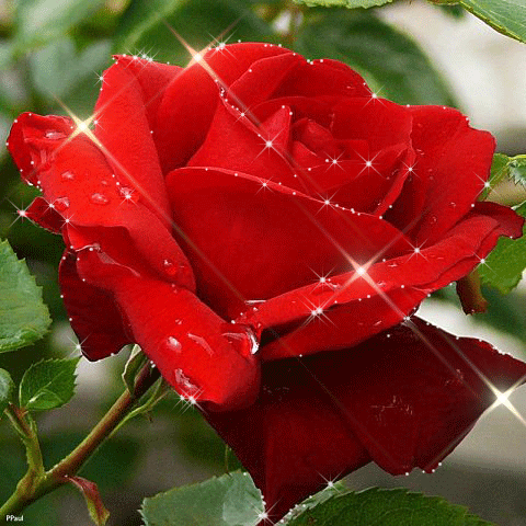 Красная роза - Открытки с розами, gif скачать бесплатно