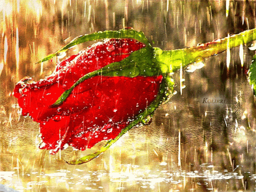 Роза под дождём - Открытки с розами, gif скачать бесплатно