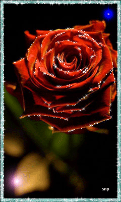 Роза в бликах - Открытки с розами, gif скачать бесплатно